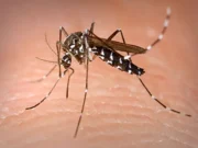 FG Warns of Chikungunya Risk Amid Global Outbreaks