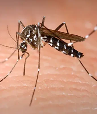FG Warns of Chikungunya Risk Amid Global Outbreaks